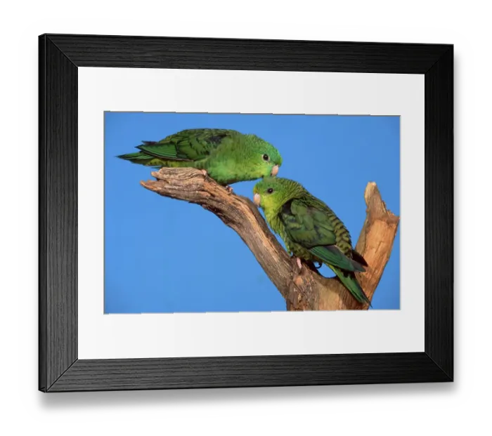 Framed Print : Lineolated (Bolborhynchus lineola) Parakeets, pair