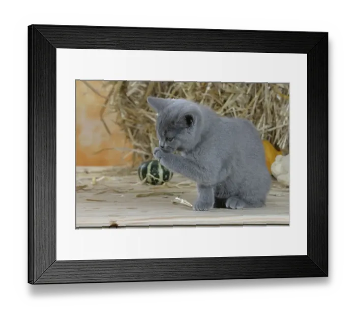 Framed Print : British Shorthair Cat, kitten, blue