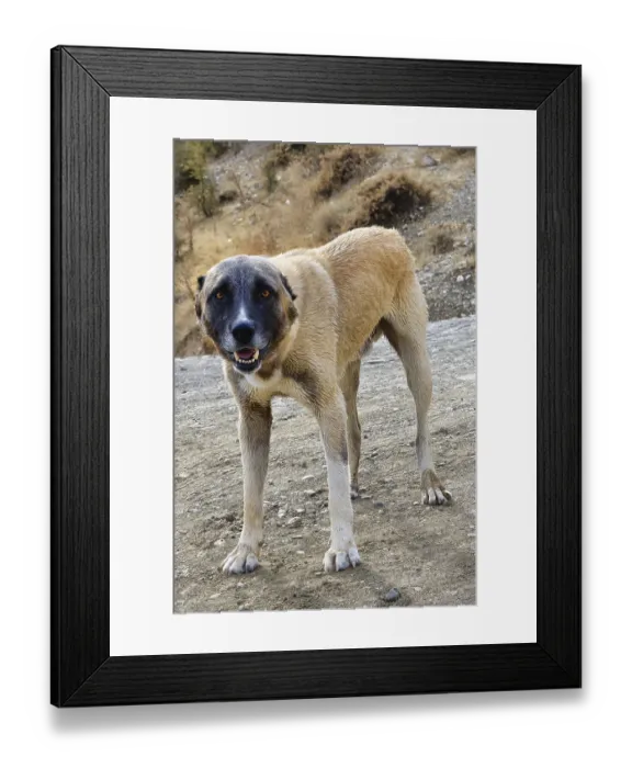 Framed Print : Kangal Shepherd dog along the road, Turkey, Asia