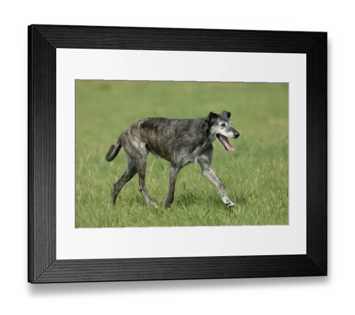 Framed Print : Grey mixed-breed, slim dog trotting