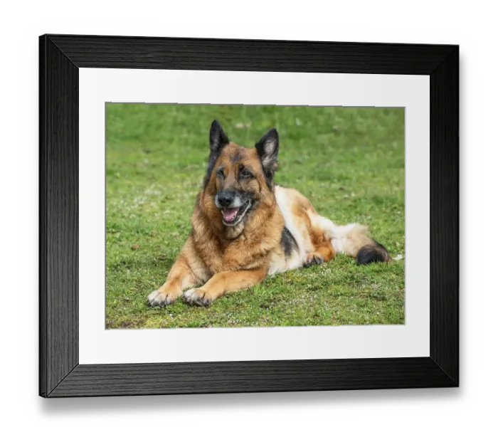 Framed Print : Old German shepherd dog, female