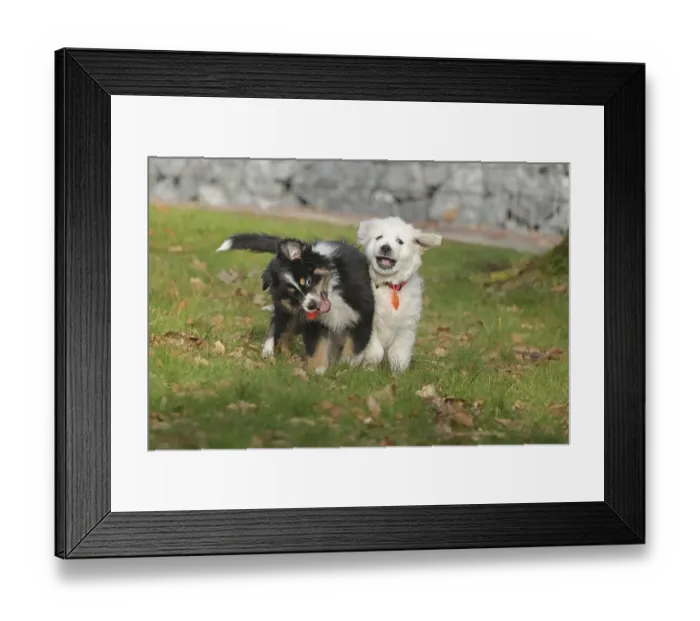 Framed Print : Golden Retriever and Australian Shepherd