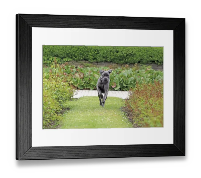 Framed Print : Cane Corso Italiano