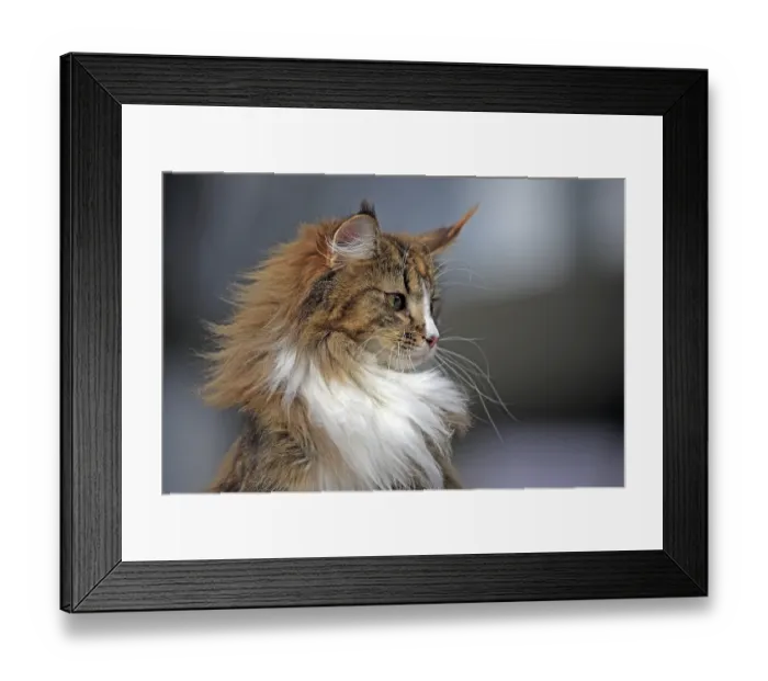 Framed Print : Norwegian Forest Cat