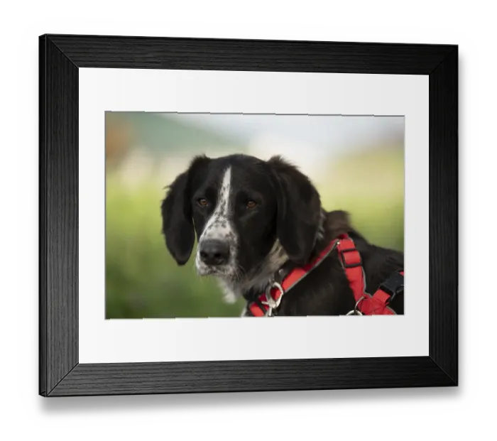 Framed Print : Domestic dog (Canis lupus familiaris)