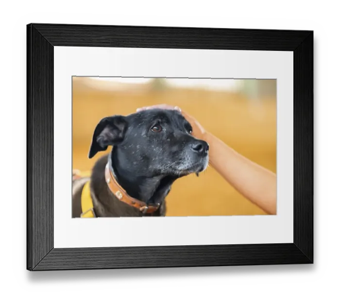 Framed Print : Domestic dog (Canis lupus familiaris)