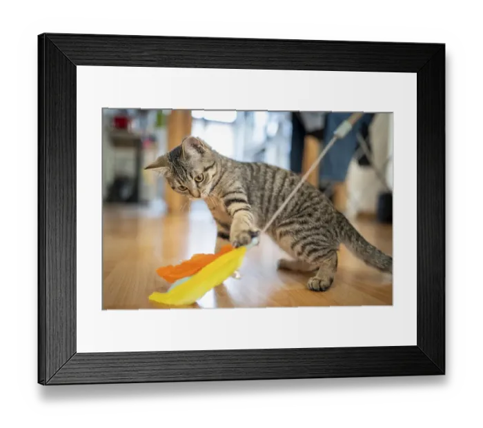 Framed Print : Kitten looking at a feather toy on a wooden floor