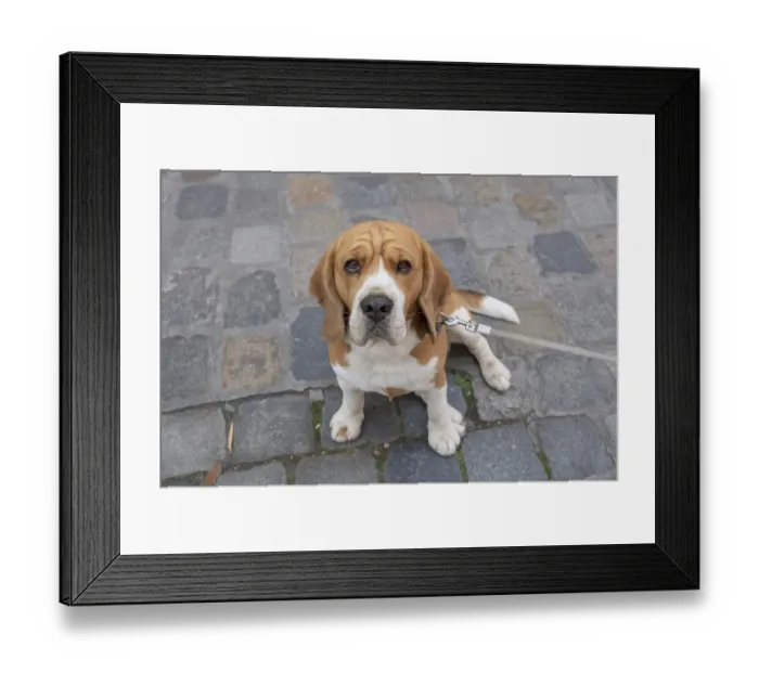 Framed Print : Portrait of a beagle (Canis lupus familiariss) Framed Print : Portrait of a beagle (Canis lupus familiariss)