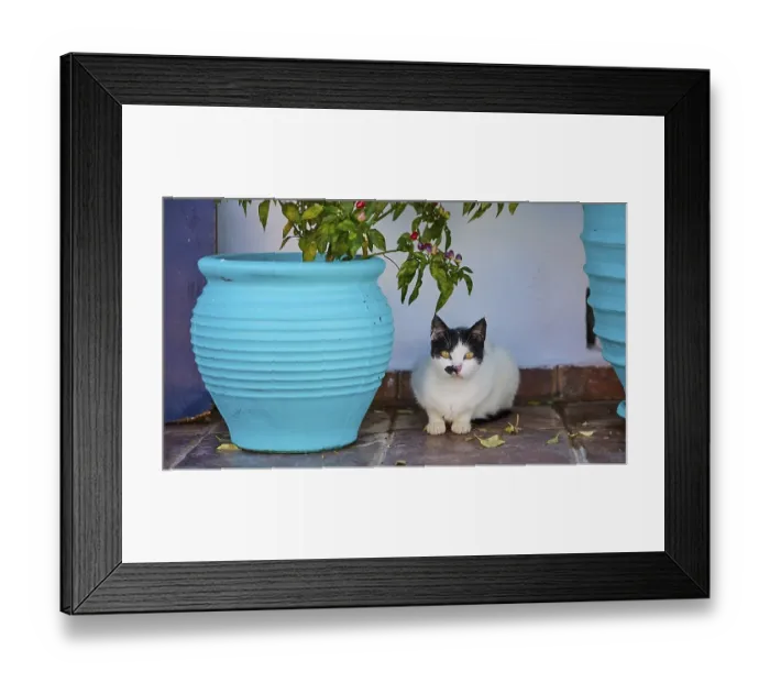 Framed Print : Black and white cat sitting between two blue flower pots on floor tiles