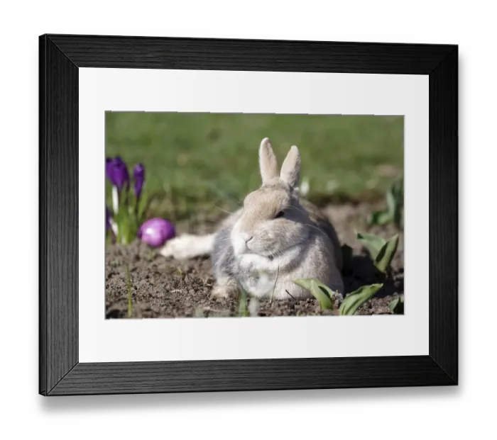 Framed Print : Rabbit (Oryctolagus cuniculus domestica) Framed Print : Rabbit (Oryctolagus cuniculus domestica)