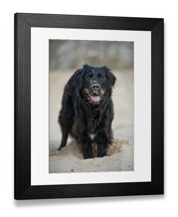 Framed Print : Black mixed breed dog digging a hole
