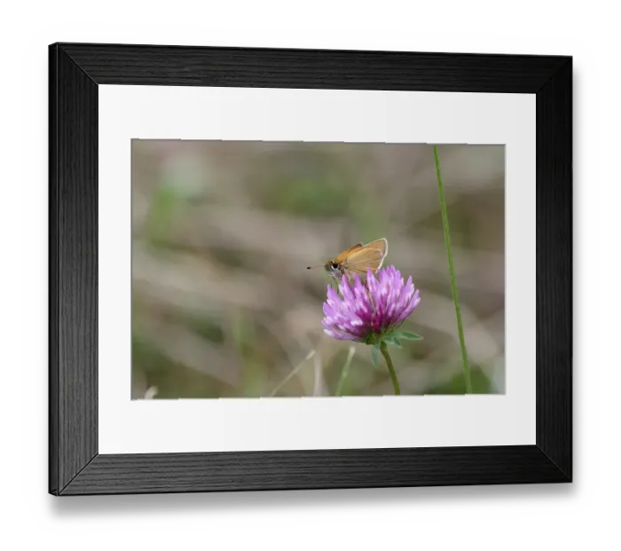 Framed Print : Essex skipper (Thymelicus lineola)