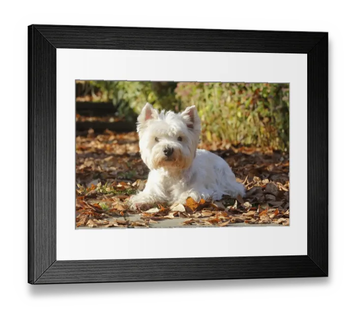 Framed Print : West Highland White Terrier, male Framed Print : West Highland White Terrier, male