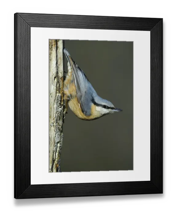 Framed Print : Eurasian Nuthatch (Sitta europaea) Framed Print : Eurasian Nuthatch (Sitta europaea)