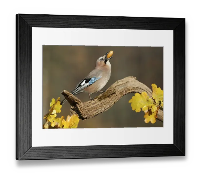 Framed Print : Eurasian Jay (Garrulus glandarius with acorn in his beak) Framed Print : Eurasian Jay (Garrulus glandarius with acorn in his beak)
