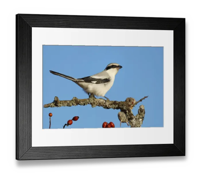 Framed Print : Great Grey Shrike (Lanius excubitor) with bag