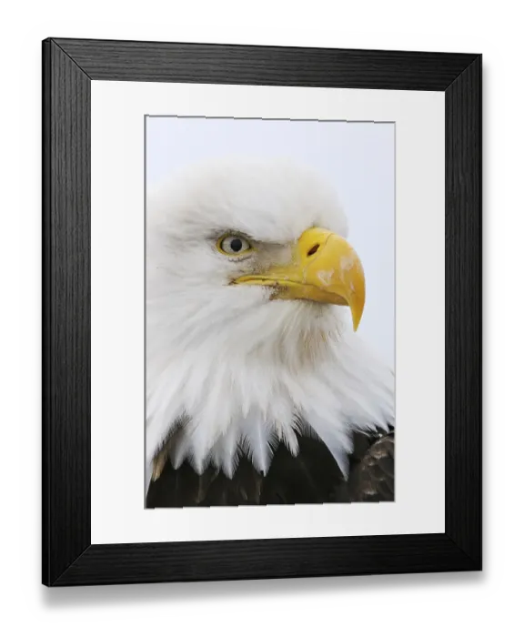 Framed Print : Bald Eagle (Haliaeetus leucocephalus) portrait Framed Print : Bald Eagle (Haliaeetus leucocephalus) portrait