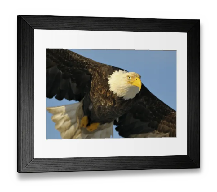 Framed Print : Bald Eagle (Haliaeetus leucocephalus) in flight Framed Print : Bald Eagle (Haliaeetus leucocephalus) in flight