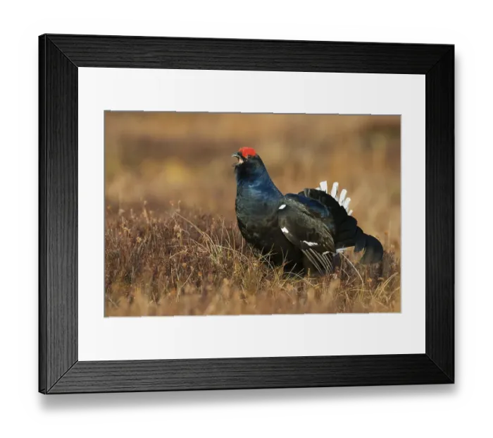 Framed Print : Black Grouse or Blackgame (Lyrurus tetrix or Tetrao tetrix) Framed Print : Black Grouse or Blackgame (Lyrurus tetrix or Tetrao tetrix)