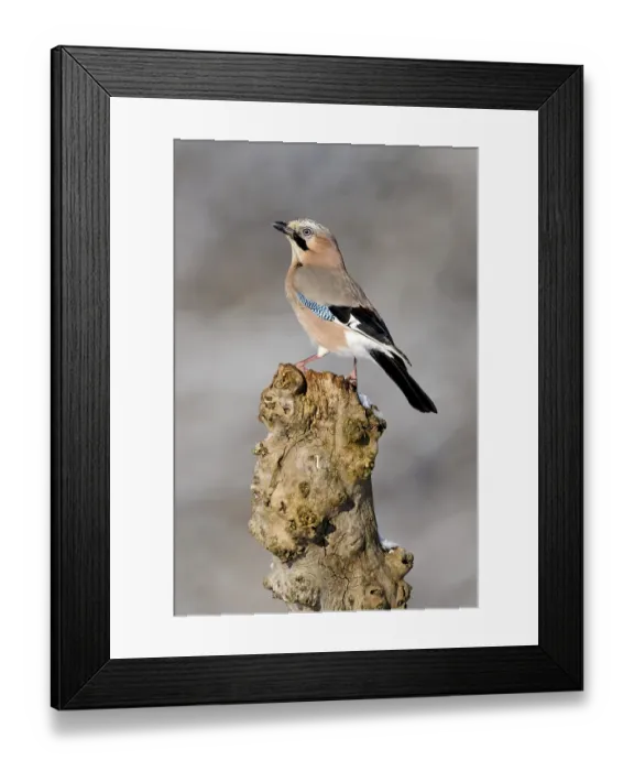 Framed Print : Jay (Garrulus glandarius), perched