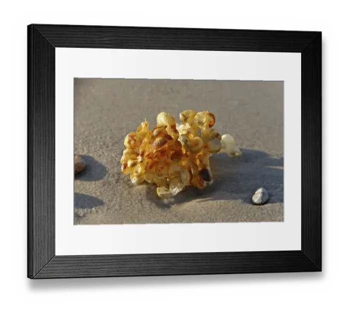 Framed Print : Egg capsules of a Common whelk (Buccinum undatum) Framed Print : Egg capsules of a Common whelk (Buccinum undatum)