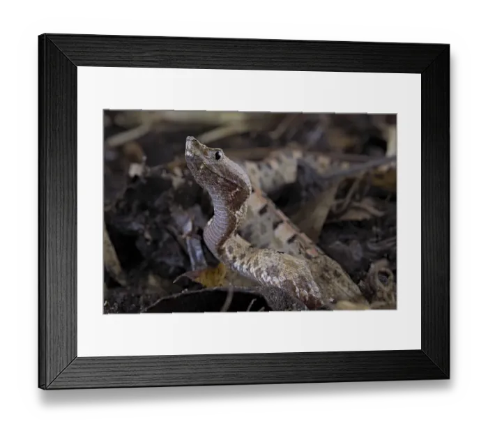 Framed Print : Lansberg's hognosed pitviper (Porthidium lansbergii)