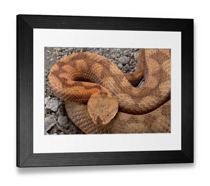 Framed Print : Horned Viper (Vipera ammodytes) Framed Print : Horned Viper (Vipera ammodytes)