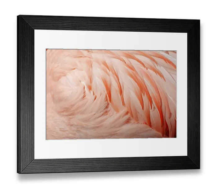 Framed Print : Chilean Flamingo (Phoenicopterus chilensis) Framed Print : Chilean Flamingo (Phoenicopterus chilensis)