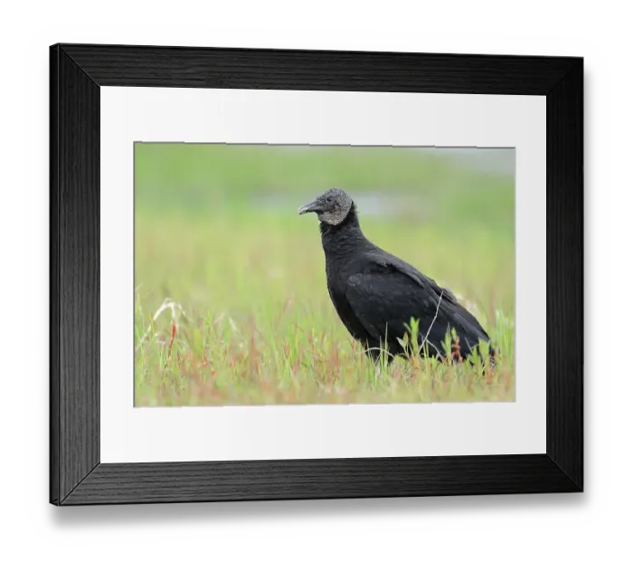 Framed Print : Black Vulture (Coragyps atratus) Framed Print : Black Vulture (Coragyps atratus)