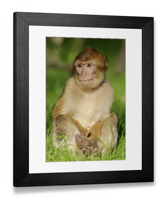 Framed Print : Barbary Macaque (Macaca sylvanus)