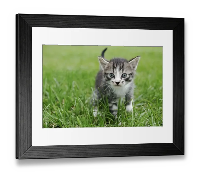 Framed Print : Kitten walking through grass