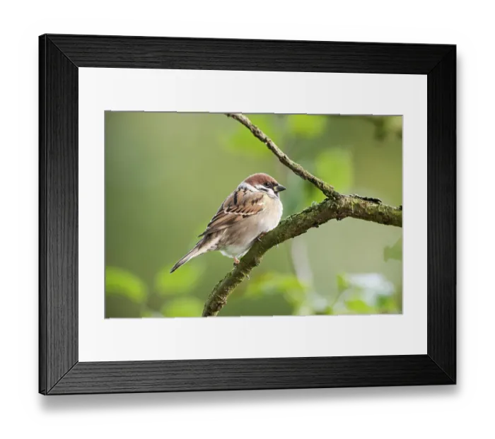 Framed Print : House sparrow (Passer domesticus)