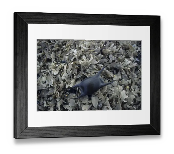 Framed Print : Skate (Raja batis), egg case