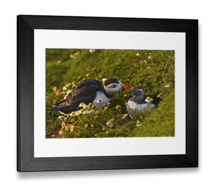 Framed Print : Atlantic Puffin (Fratercula arctica)