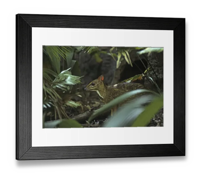 Framed Print : Java Mouse-deer, Lesser Malay Chevrotain (Tragulus javanicus) Framed Print : Java Mouse-deer, Lesser Malay Chevrotain (Tragulus javanicus)