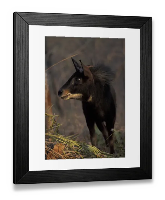 Framed Print : Mainland Serow (Capriconis sumatrensis)