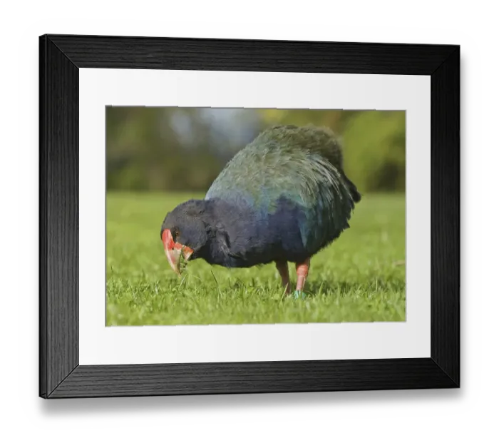 Framed Print : Takahe (Porphyrio hochstetteri) Framed Print : Takahe (Porphyrio hochstetteri)