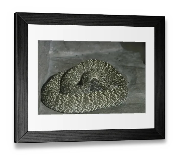 Framed Print : South American Rattlesnake (Crotalus vegrandis)