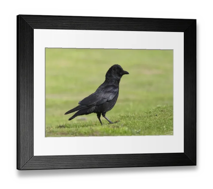Framed Print : Carrion Crow (Corvus corone), adult