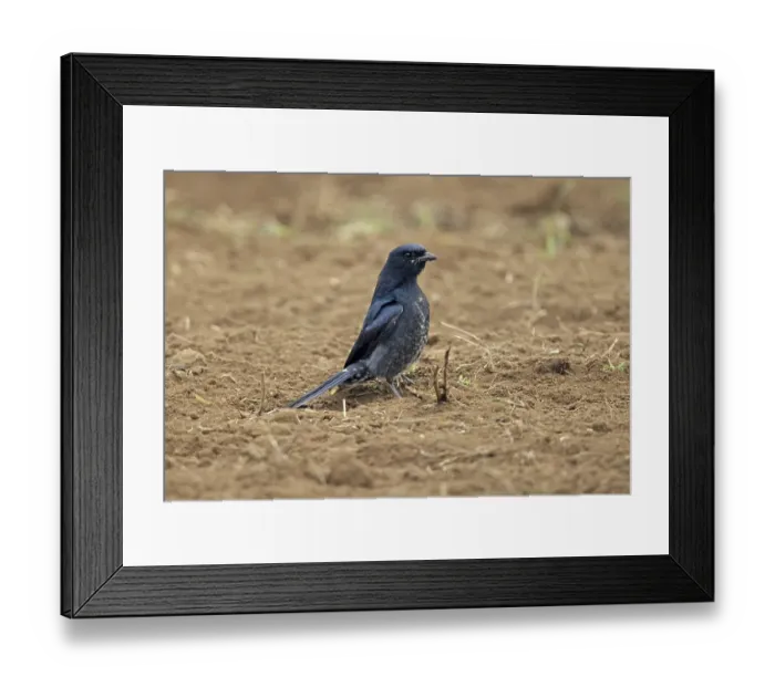 Framed Print : Black Drongo (Dicrurus macrocercus)