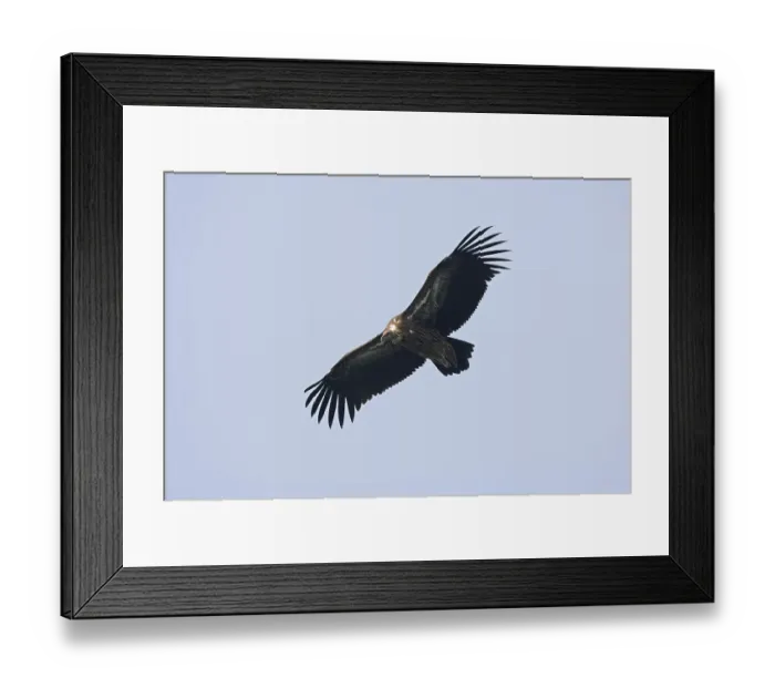 Framed Print : Himalayan Griffon (Gyps himalayensis)