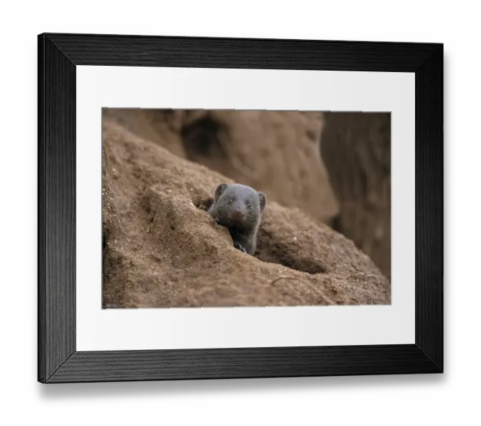 Framed Print : Southern Dwarf Mongoose (Helogale parvula)
