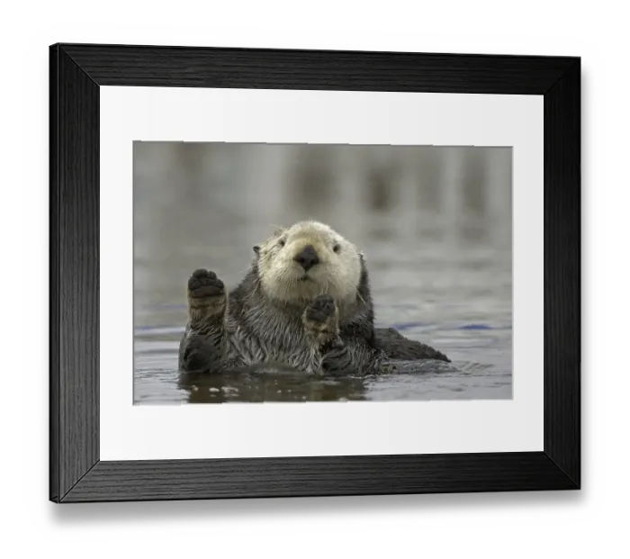Framed Print : Sea Otter (Enhydra lutris), adult