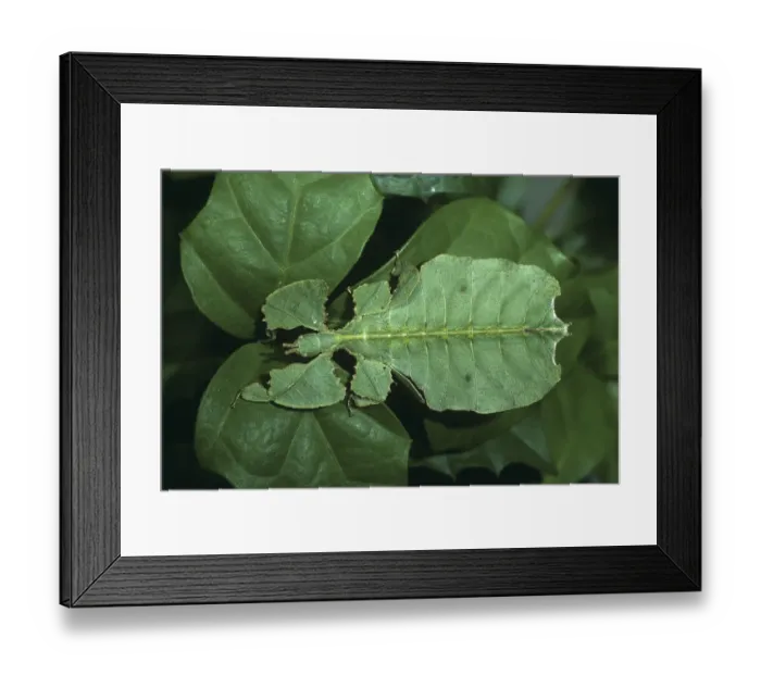 Framed Print : Leaf Insect (Phyllium crurifolium)