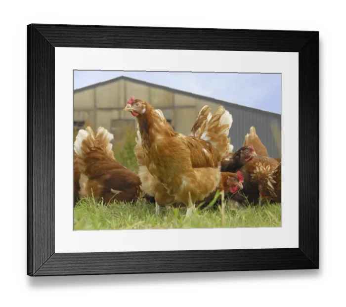 Framed Print : Domestic Chicken (Gallus gallus domesticus)