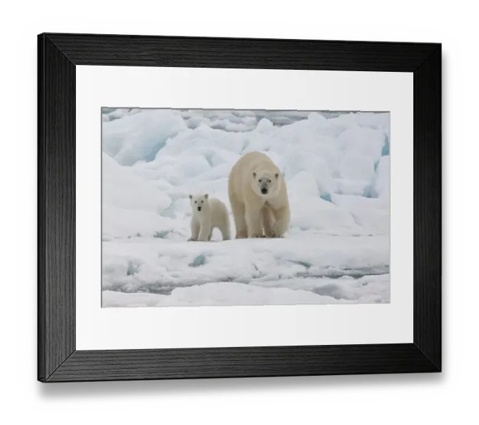 Framed Print : Female Polar bear (Ursus maritimus) with cub Framed Print : Female Polar bear (Ursus maritimus) with cub
