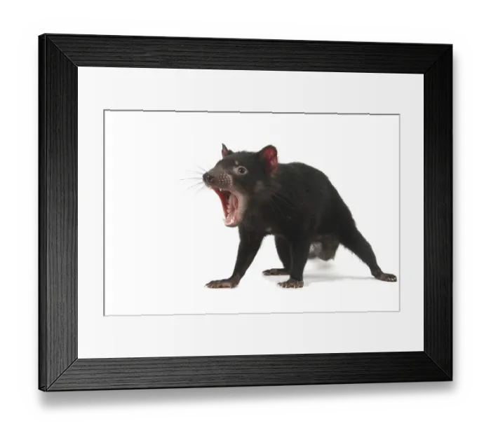 Framed Print : Tasmanian Devil (Sarcophilus harrisii)