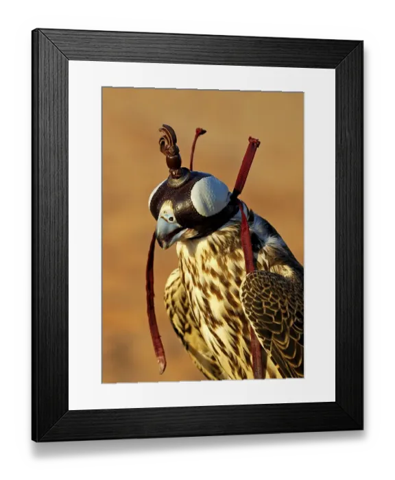 Framed Print : Gyrfalcon or Gyr Falcon (Falco rusticolus) with a crest Framed Print : Gyrfalcon or Gyr Falcon (Falco rusticolus) with a crest