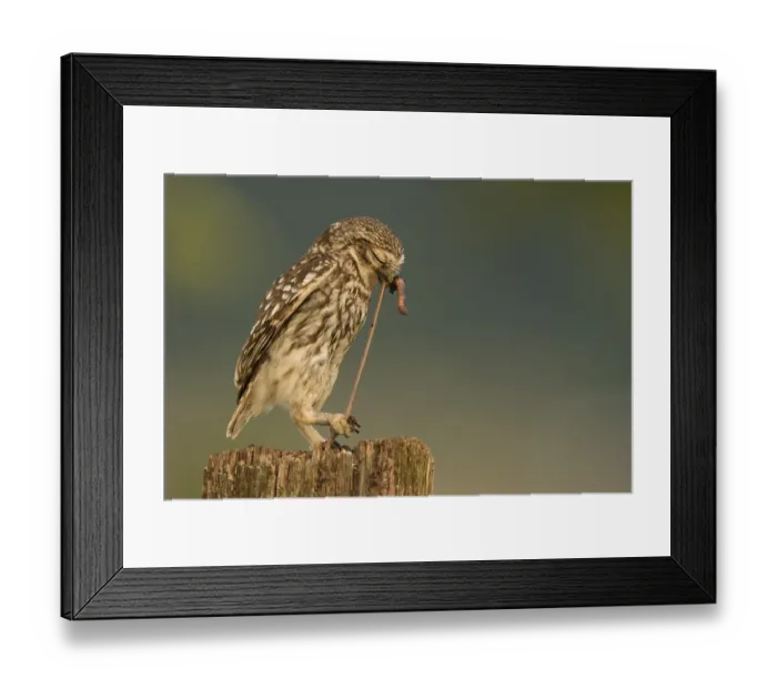 Framed Print : Little owl (Athene noctua) with earthworm as prey on tree stump Framed Print : Little owl (Athene noctua) with earthworm as prey on tree stump