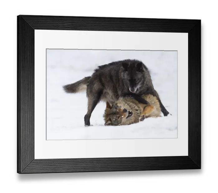 Framed Print : Algonquin wolf (Canis lupus lycaon) in the snow